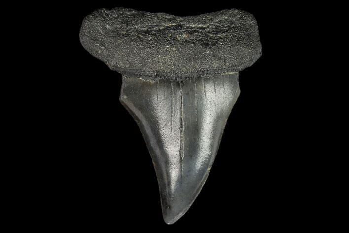 Fossil Mako Shark Tooth - South Carolina #128745